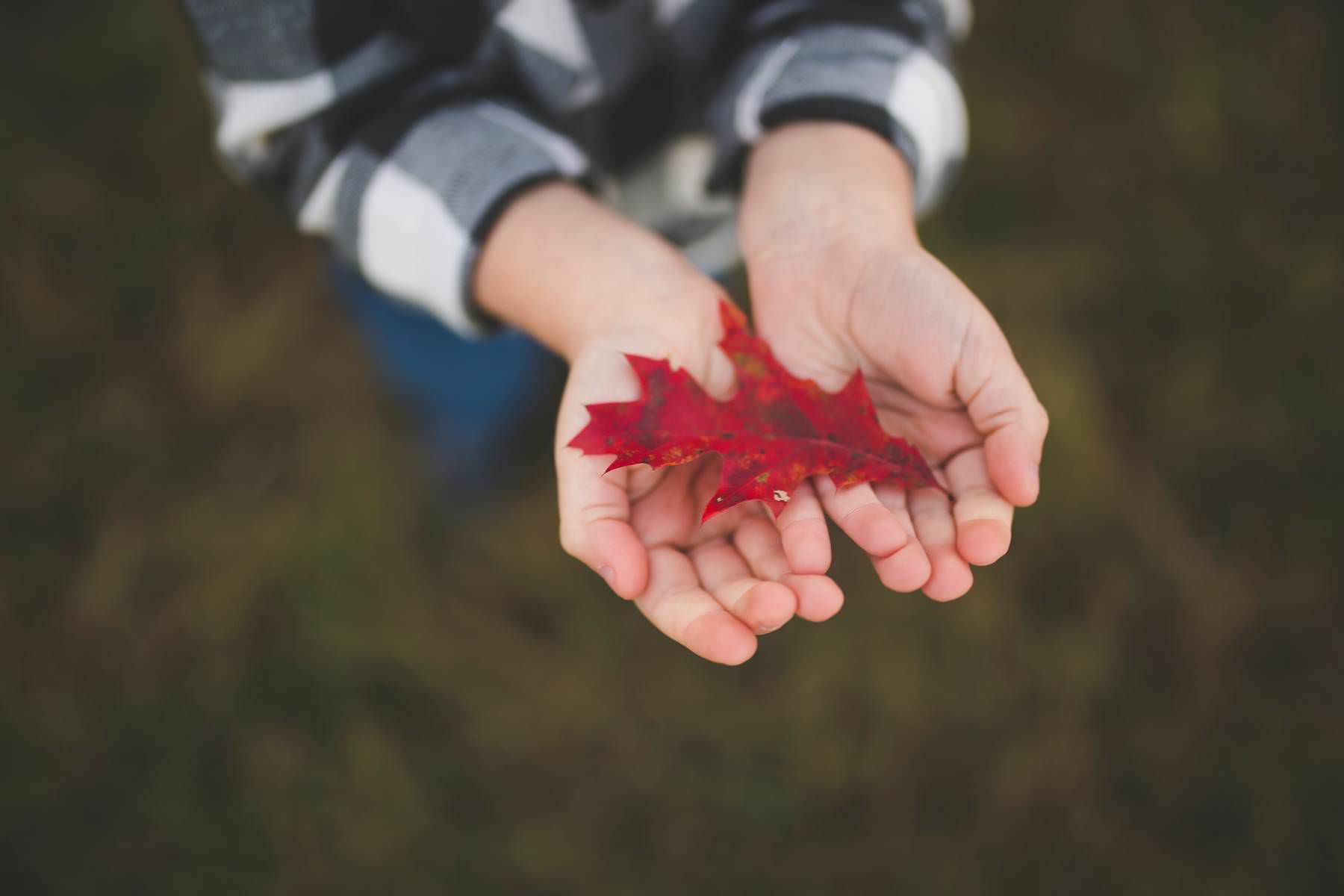 boy finds red fall leaf on tree farm