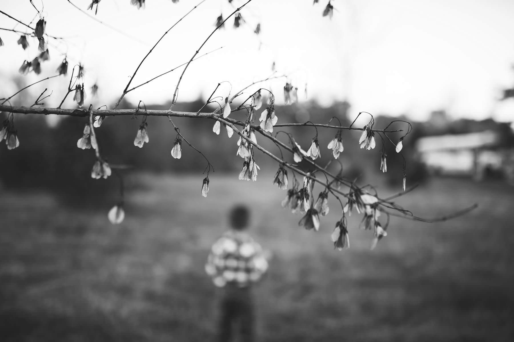 boy plays at sunset on old tree farm